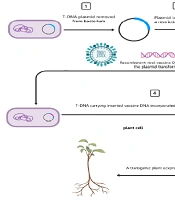 Gene Cell Tissue